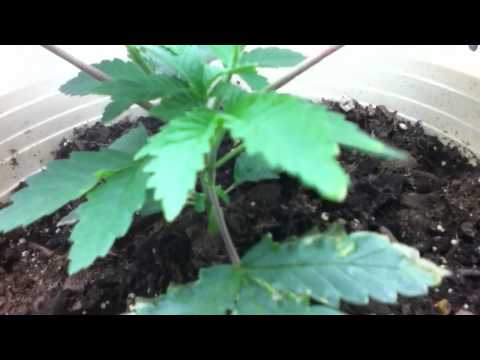 2 Week Old Marijuana Seedling