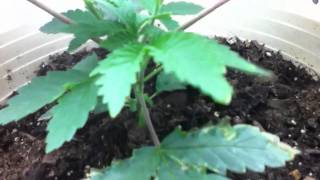 2 Week Old Marijuana Seedling