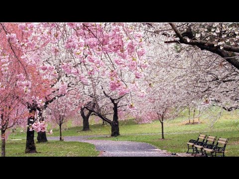 Sarah Vargas - Santo Sábado (Video Lyric Oficial)