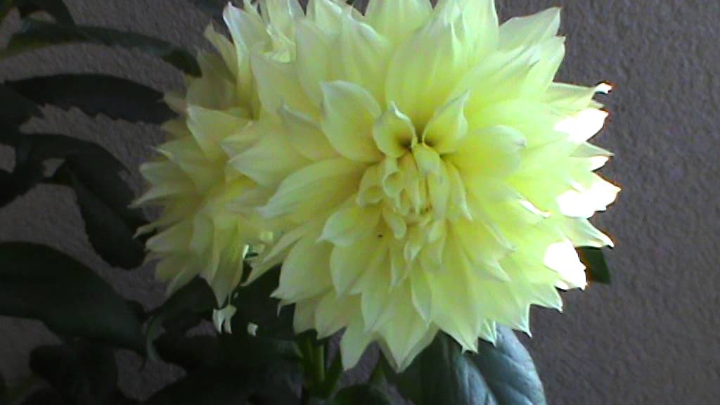 Canary Fubuki Dahlia (fatih-dahlia.atwebpages.com)