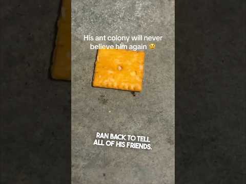 This ant will never be trusted again 😂