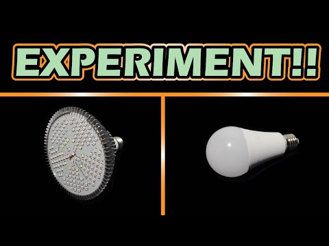 Strawberry light experiment 40 Days Timelapse 4K