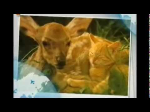 FEVER : by  Neilo Feel //   featuring Tanya Michelle . song from the Album " rebirth"