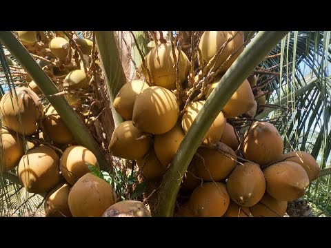 Dừa đỏ Mã Lai 3 năm tuổi cho trái khủng khiếp liên hệ Cơ sở Minh Hậu 0987639100