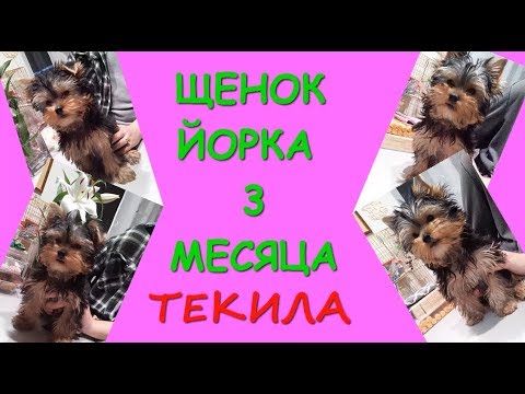 Щенок йорка 3 месяца. Как растёт йоркширский терьер/York's puppy is 3 months old