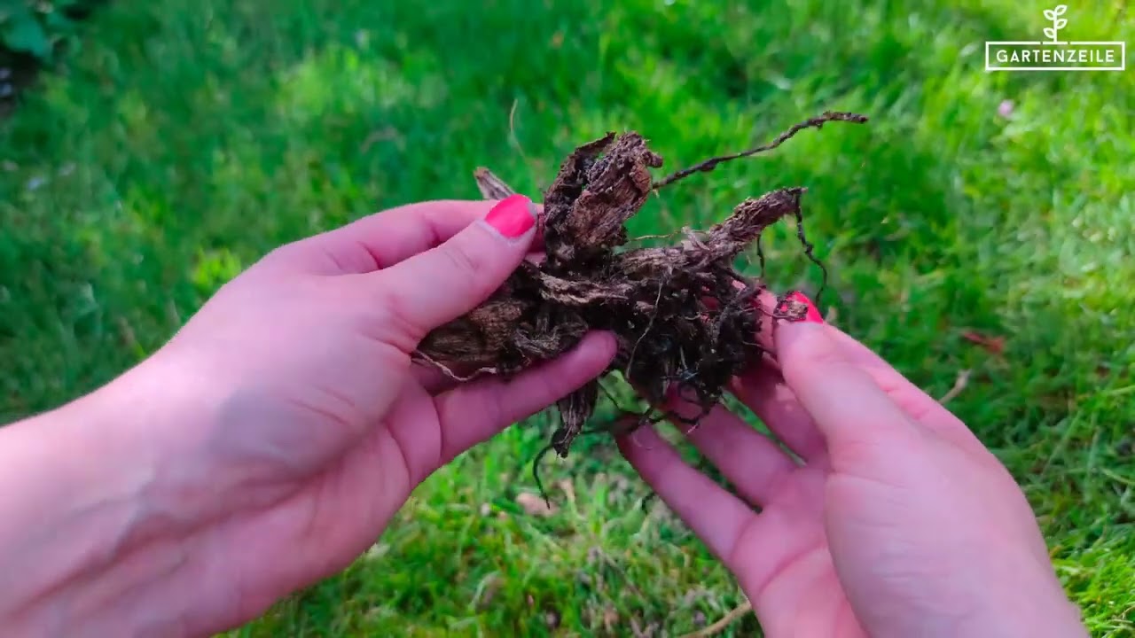 How do I recognize diseased dahlia tubers?