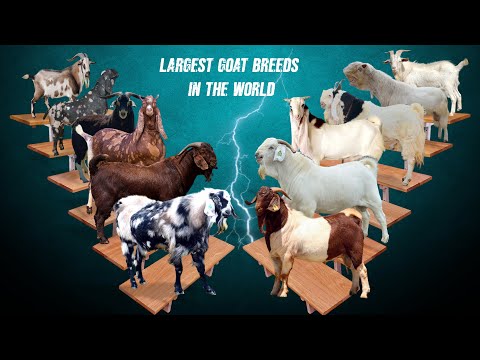 Top 12 Largest Goat Breeds in the World | Weight at Mature Age #Largest GoatBreeds