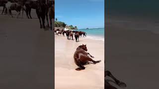 Download lagu Follow the Sumba Horses to #NIHI Sumba resort #indonesia mp3 Download lagu Follow the Sumba Horses to #NIHI Sumba resort #indonesia mp3