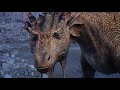 The Chronicles Of Narnia The Voyage Of The Dawn Treader Eustace Change Into Dragon Hindi HDCLIP