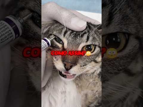 Por Que Ele Fez Isso? 😳🐱 (@petercarlosrvt) #pets #petsfofinhos #animals