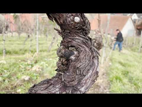 hiestand.wine I Rebschnitt für zuhause am Hausstock