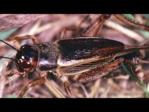 Canto del grillo campestre