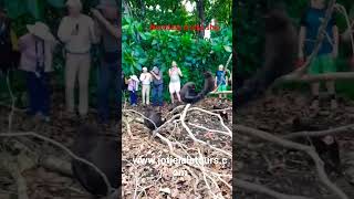 Jotje lala Tour and travel Handled Noordam cruiseship Docked in Bitung port | Tangkoko Tour.