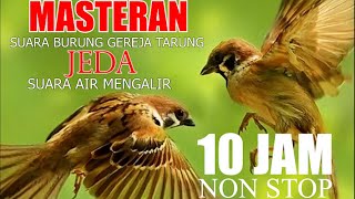 Download lagu SUARA BURUNG GEREJA TARUNG DENGAN JEDA AIR MENGALIR, MASTERAN BURUNG LOMBA DURASI 10 JAM mp3