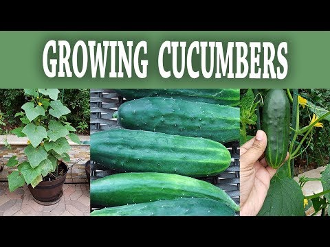 download lagu mp3 mp4 Salad Bush Cucumber, download lagu Salad Bush Cucumber gratis, unduh video klip Salad Bush Cucumber