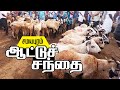 திருச்சி சமயபுரம் ஆட்டு சந்தை Samayapuram Goat M