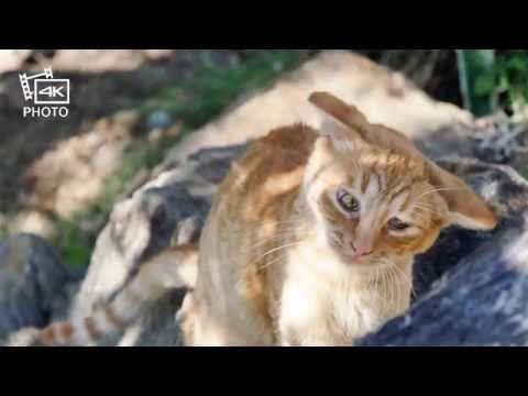 Panasonic 4KPhoto Lumix GX8 example