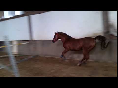 NEA FUEGO Vollblutaraber und Springreiten Sport  Der Fuchs lehrt den Schimmel !