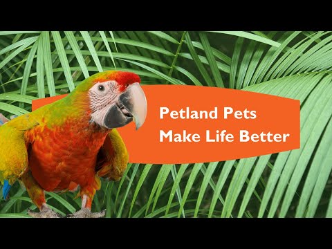 🧡Find Loving Pets at Petland Wichita