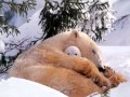 Angels Lullaby: song by Asha (Dennis Quinn ...
