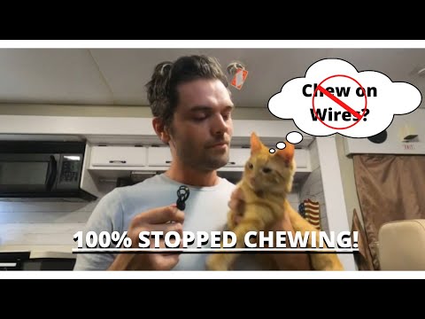 How To Stop Your Cat from Chewing on Wires 100% STOPPED CHEWING!