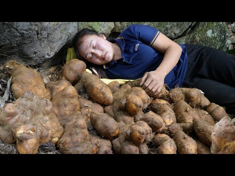 Harvesting many strange long-standing tubers growing in the deep forest bring it to sell.