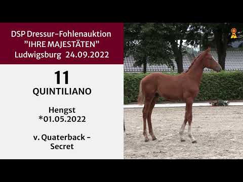 KN 11: Hengstfohlen v. Quaterback - Secret