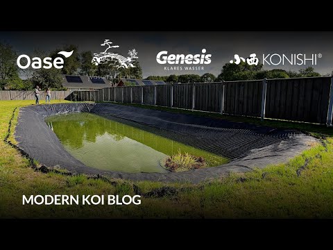 Modern Koi Blog #6355 - Diese Erfahrungen sammelten Janine und Remi mit ihrem Naturteich