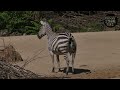 Mind Blowing Animals Pooping Moments Caught On Camera