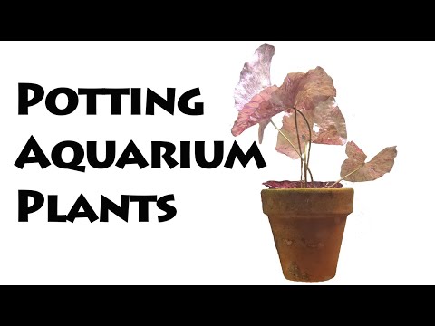 How to save money growing aquarium plants