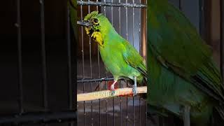 Download lagu CUCAK IJO TROTOL GACOR #kicaumaniaindonesia #cucak_ijo #cucakijogacor mp3