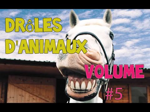 Meilleur rigolo animaux compilation novembre 2014 édition