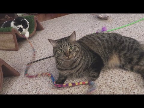 Boo Year 2 # 17 - Cats Try Stella And Chewy’s Absolutely Rabbit Morsels, Play Time With The Cats