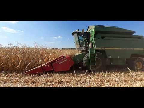 13.09.2019 початок уборки, Кукурудза DK 315 волога13%-14%