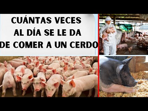, title : 'Cuántas Veces Al Día Se Le Da De Comer A Un Cerdo 2023📢'