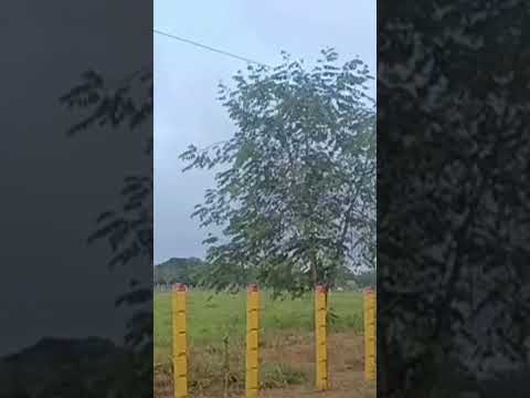 El Arbol De La Moneda. San Marcos Sucre❤️