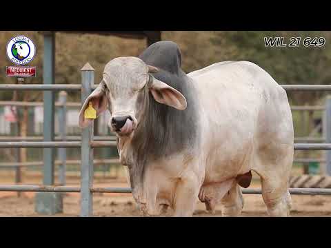 Louma Boerdery Veiling/Auction 2025