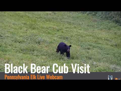 Pa Elk Live Camera