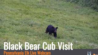 PA Elk Live Webcam - Black Bear Cub Visit 08/16/26