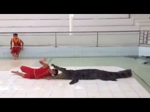 Il ce fait manger par le crocodile à voir 😔😔😔