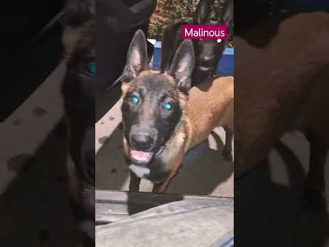 Malinous dog #k9adventurizing #malinoispower #k9 #dog #puppy #ebruyaşar