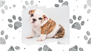 📣Petland Ohio Puppies Rock
