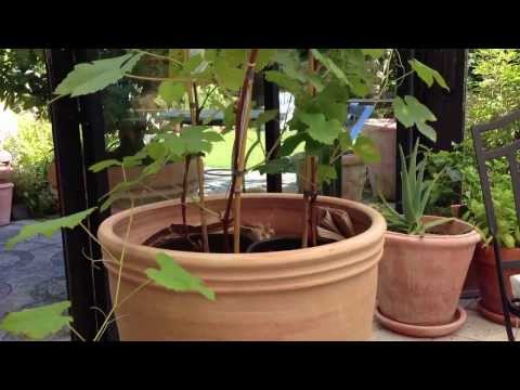 Terrakottakruka Minoan Astra från Cadabra Design