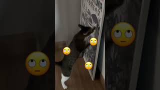 我が家の朝5時30分.....腹減りプティ子