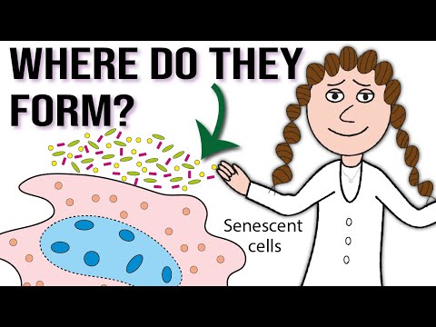 Why and where do senescent cells form?