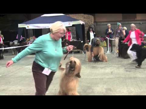 WAHC Ch Show 2013  - Dog Challenge