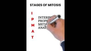 Stages of mitosis | Cell Division BIOLOGY