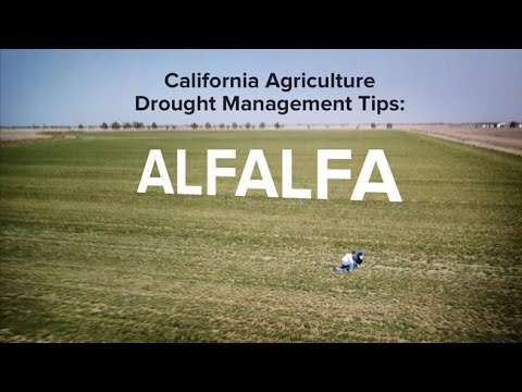 California Agriculture Drought Management Tips: Alfalfa