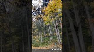 豊平峡ダムの紅葉?