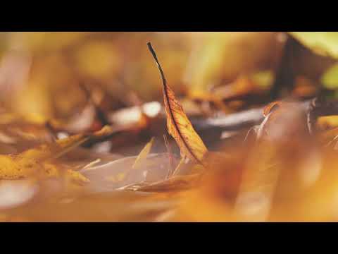 8Dio Score This – Mats Sivertsson – Equinox